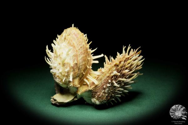 Spondylus variegatus (16140) a shell from Philippines | Conchylia | Shells & Brachiopods