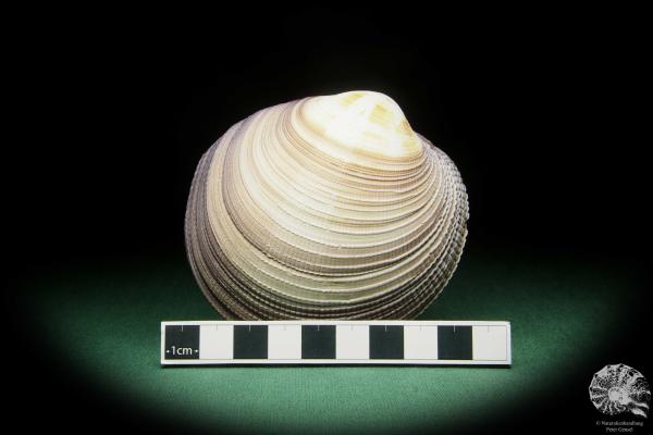 Antigona magnifica (16187) a shell from Indo-Pacific | Conchylia | Shells & Brachiopods