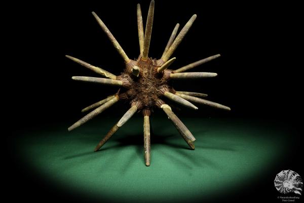 Phyllacanthus imperialis (16196) a echinoderm from Philippines | Conchylia | Starfish & Sea urchin