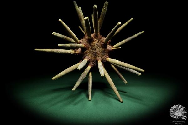 Phyllacanthus imperialis (16197) a echinoderm from Philippines | Conchylia | Starfish & Sea urchin