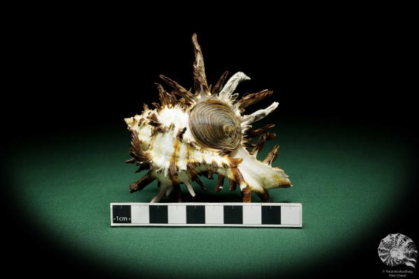 Hexaplex cichoreum (16222) a snail from Philippines | Conchylia | Snails