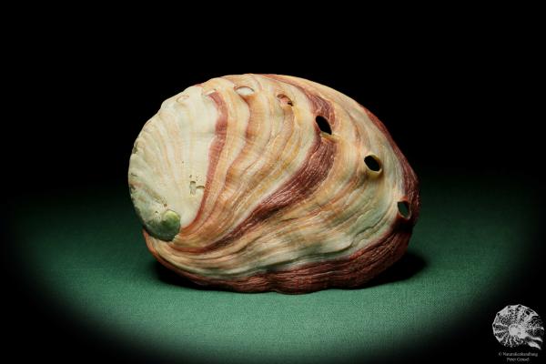 Haliotis rufescens (16227) a snail from USA | Conchylia | Snails