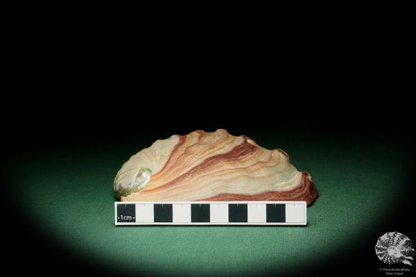 Haliotis rufescens (16227) a snail from USA | Conchylia | Snails