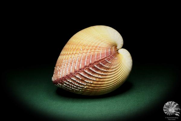 Maoricardium pseudolima (16232) a shell from East Africa | Conchylia | Shells & Brachiopods