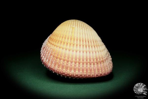 Maoricardium pseudolima (16232) a shell from East Africa | Conchylia | Shells & Brachiopods