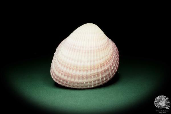 Maoricardium pseudolima (16233) a shell from East Africa | Conchylia | Shells & Brachiopods