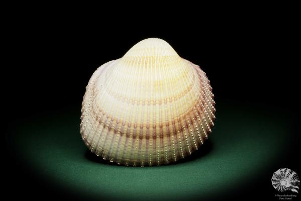 Maoricardium pseudolima (16235) a shell from East Africa | Conchylia | Shells & Brachiopods