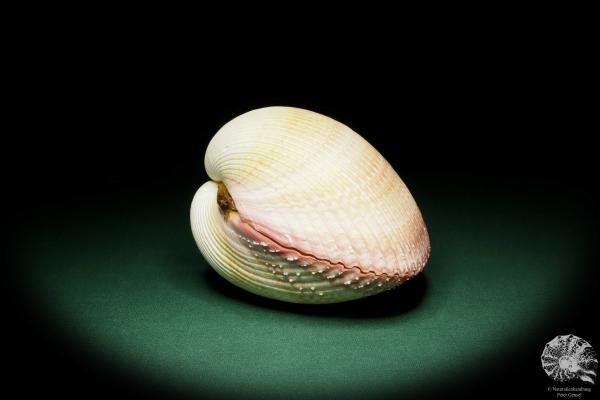 Maoricardium pseudolima (16236) a shell from East Africa | Conchylia | Shells & Brachiopods