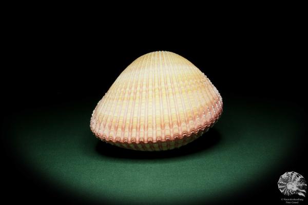 Maoricardium pseudolima (16236) a shell from East Africa | Conchylia | Shells & Brachiopods