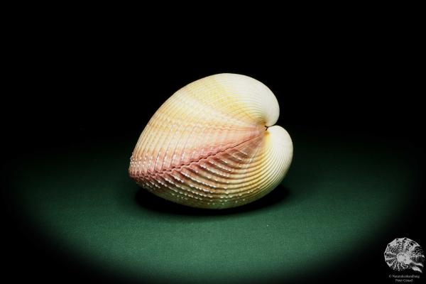 Maoricardium pseudolima (16236) a shell from East Africa | Conchylia | Shells & Brachiopods