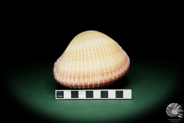 Maoricardium pseudolima (16236) a shell from East Africa | Conchylia | Shells & Brachiopods