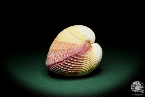 Maoricardium pseudolima (16239) a shell from East Africa | Conchylia | Shells & Brachiopods