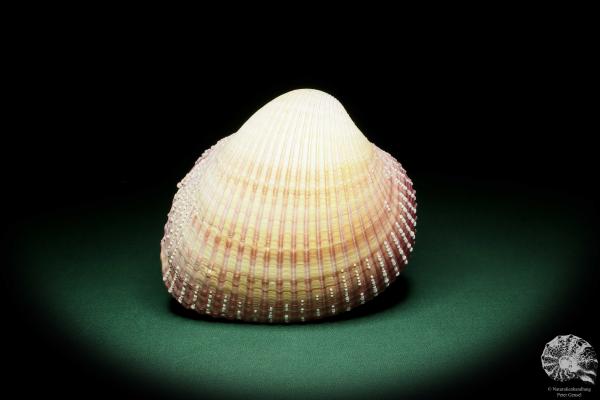 Maoricardium pseudolima (16243) a shell from East Africa | Conchylia | Shells & Brachiopods