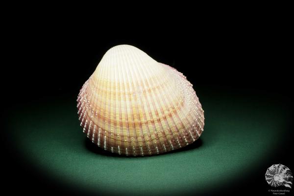 Maoricardium pseudolima (16243) a shell from East Africa | Conchylia | Shells & Brachiopods