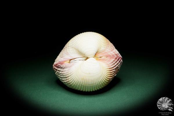 Maoricardium pseudolima (16243) a shell from East Africa | Conchylia | Shells & Brachiopods