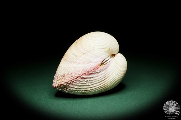 Maoricardium pseudolima (16243) a shell from East Africa | Conchylia | Shells & Brachiopods