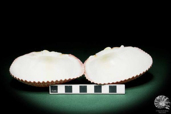 Maoricardium pseudolima (16245) a shell from East Africa | Conchylia | Shells & Brachiopods