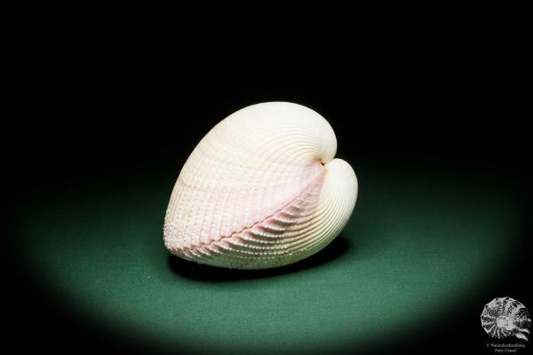 Maoricardium pseudolima (16249) a shell from East Africa | Conchylia | Shells & Brachiopods