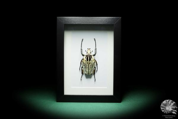 Goliathus orientalis (16416) a beetle from Africa | Taxidermy | Beetles