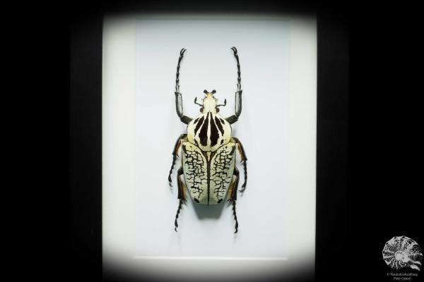 Goliathus orientalis (16416) a beetle from Africa | Taxidermy | Beetles