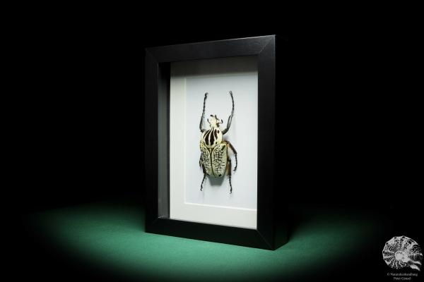 Goliathus orientalis (16416) a beetle from Africa | Taxidermy | Beetles