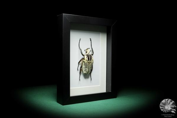 Goliathus orientalis (16416) a beetle from Africa | Taxidermy | Beetles