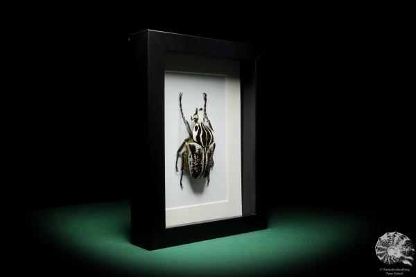 Goliathus goliatus var. conspersus (16421) a beetle from Africa | Taxidermy | Beetles