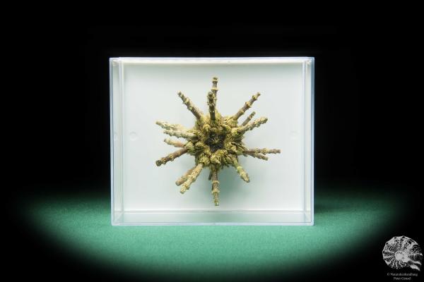 Plococidaris verticillata (16481) a echinoderm from Philippines | Conchylia | Starfish & Sea urchin