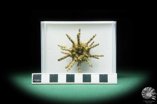 Plococidaris verticillata (16481) a echinoderm from Philippines | Conchylia | Starfish & Sea urchin