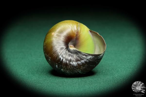 Asperitas bimaensis cochlostyloides (16516) eine Schnecke aus Indonesien | Conchylien | Schnecken