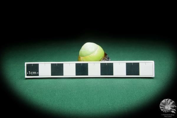 Asperitas bimaensis cochlostyloides (16516) eine Schnecke aus Indonesien | Conchylien | Schnecken