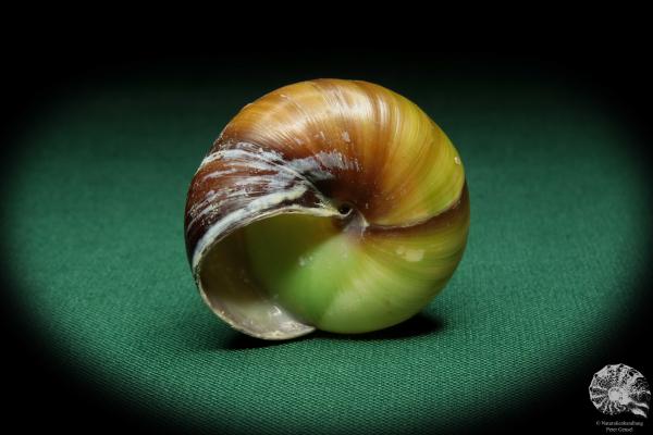 Asperitas bimaensis cochlostyloides (16518) eine Schnecke aus Indonesien | Conchylien | Schnecken