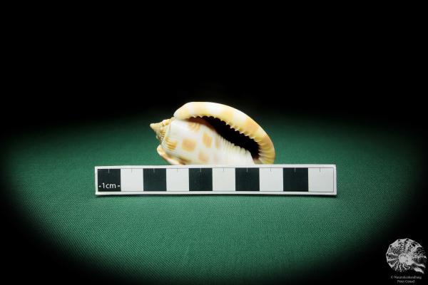 Phalium areola (16552) a snail from Indo-Pacific | Conchylia | Snails