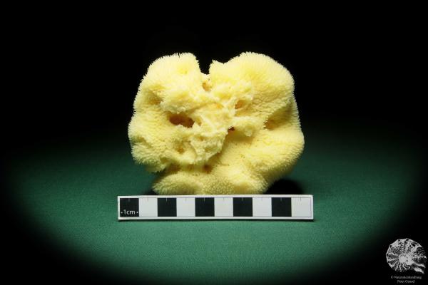 Spongia officinalis (16556) a sponge from Croatia | Conchylia | Sponges