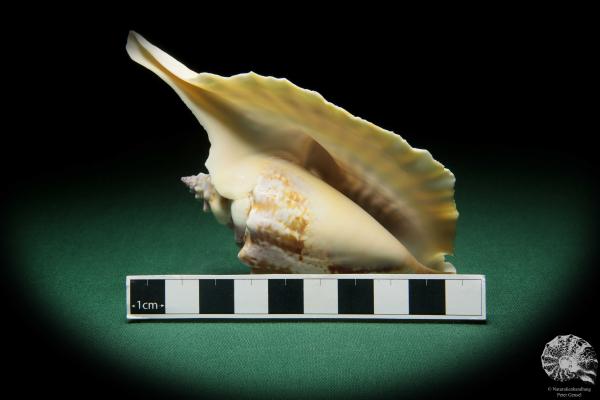 Aliger gallus (16562) a snail from Brazil | Conchylia | Snails