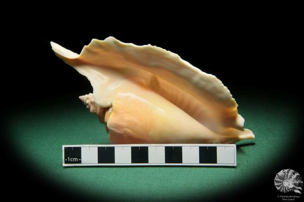 Aliger gallus (16574) a snail from Brazil | Conchylia | Snails