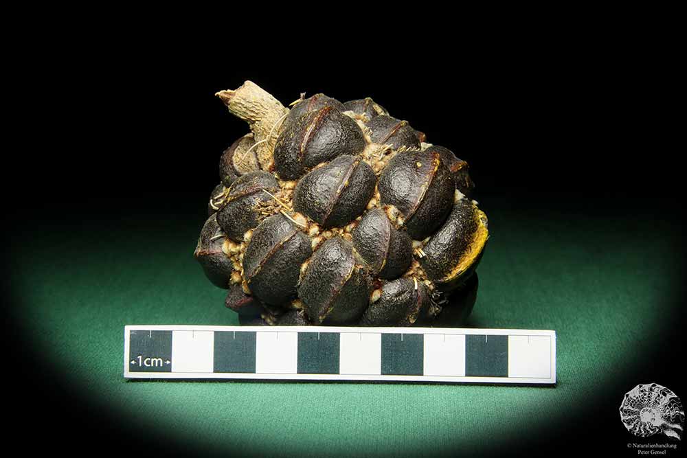 Banksia sphaerocarpa (16650) eine Trockenfrucht aus Australien | Trockenfrüchte