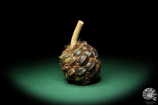 Banksia sphaerocarpa (16652) a dried fruit from Australia | Dried fruit