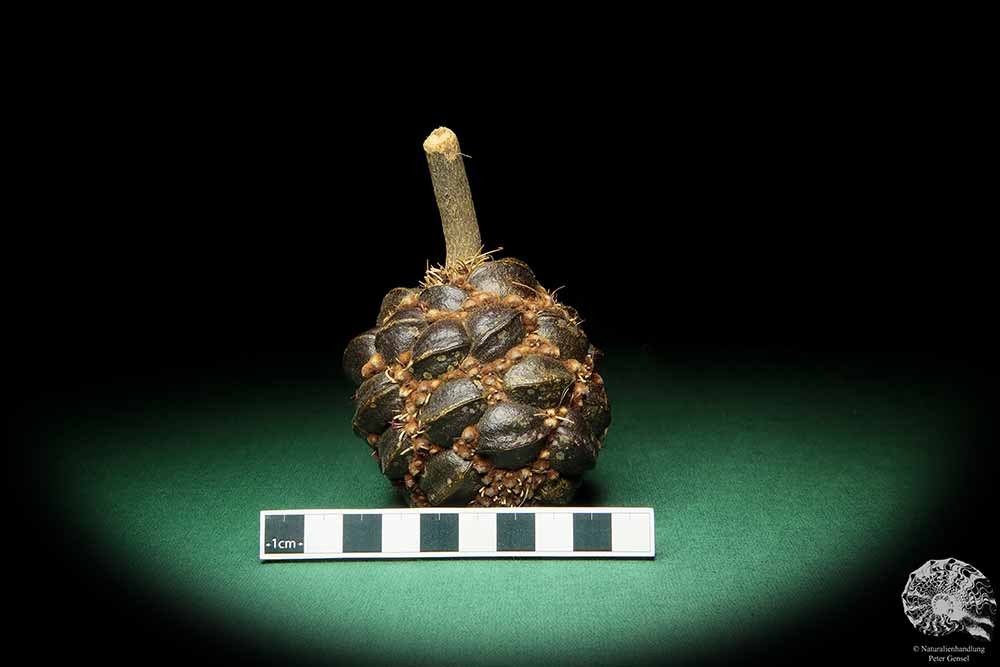 Banksia sphaerocarpa (16652) a dried fruit from Australia | Dried fruit