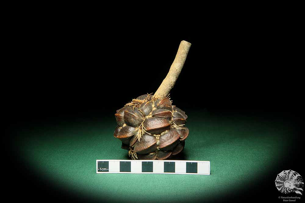 Banksia sphaerocarpa (16654) a dried fruit from Australia | Dried fruit