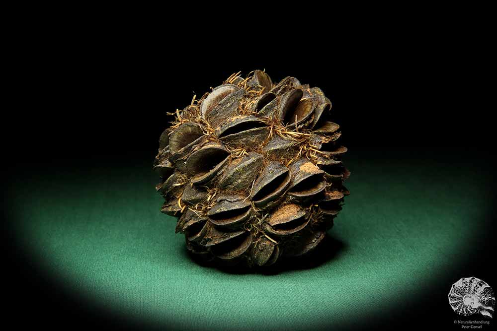 Banksia sphaerocarpa (16658) a dried fruit from Australia | Dried fruit