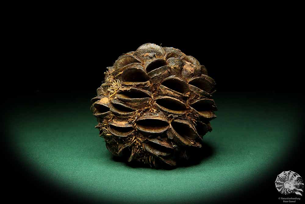 Banksia sphaerocarpa (16658) a dried fruit from Australia | Dried fruit