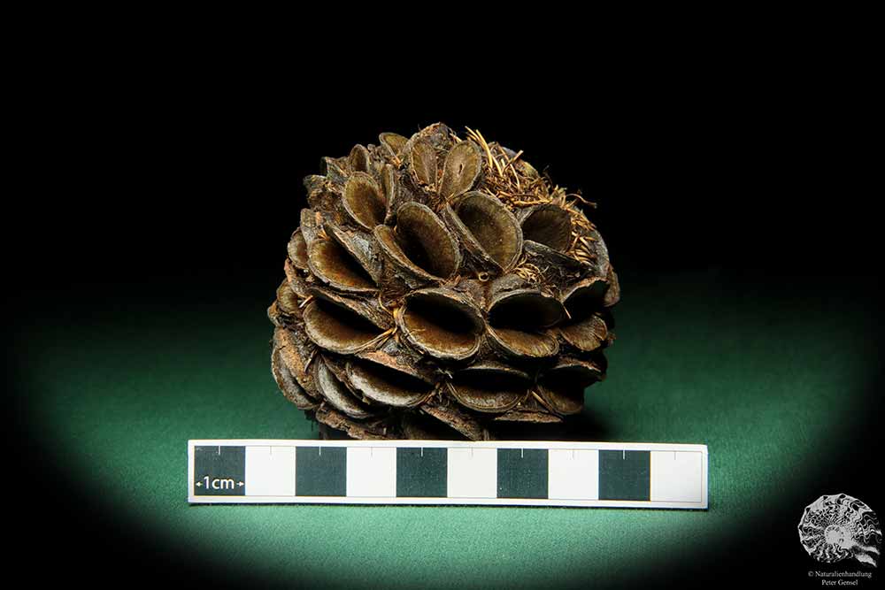 Banksia sphaerocarpa (16658) eine Trockenfrucht aus Australien | Trockenfrüchte