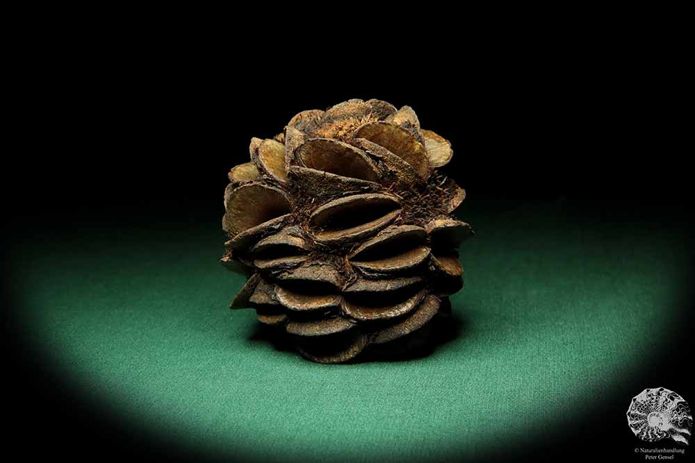 Banksia sphaerocarpa (16659) a dried fruit from Australia | Dried fruit