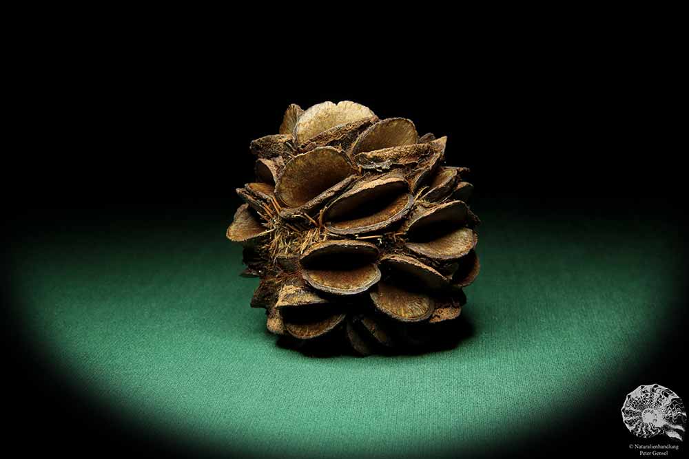 Banksia sphaerocarpa (16659) a dried fruit from Australia | Dried fruit