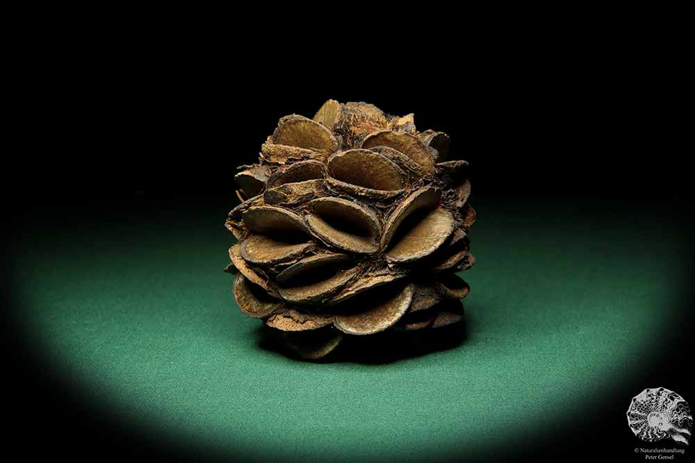 Banksia sphaerocarpa (16659) a dried fruit from Australia | Dried fruit