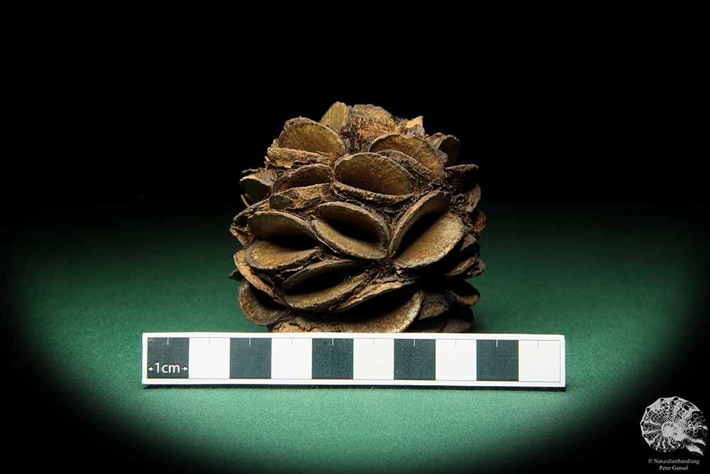 Banksia sphaerocarpa (16659) eine Trockenfrucht aus Australien | Trockenfrüchte