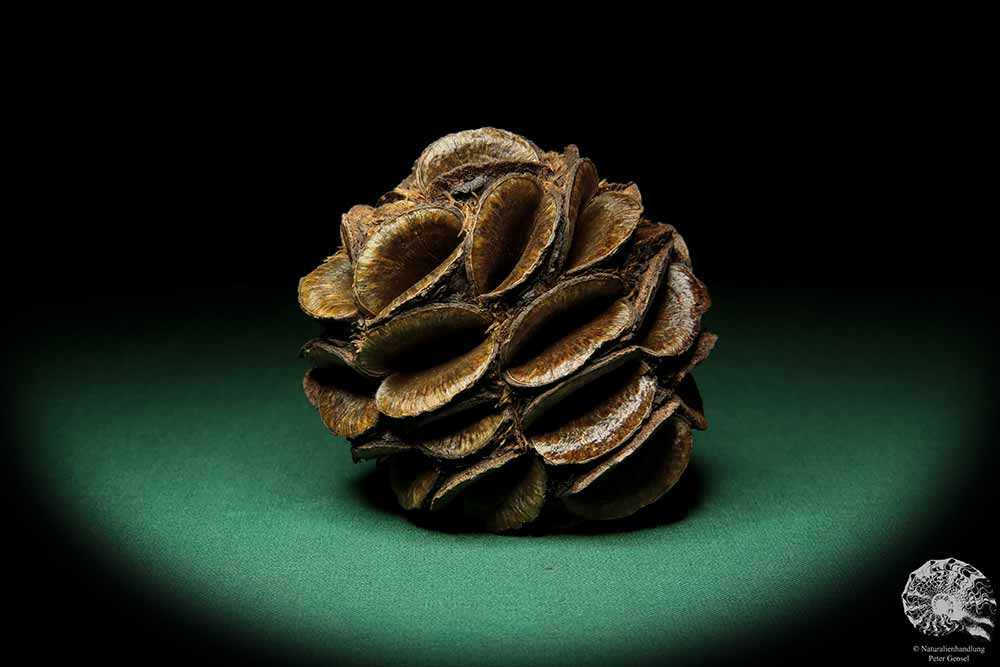 Banksia sphaerocarpa (16662) a dried fruit from Australia | Dried fruit