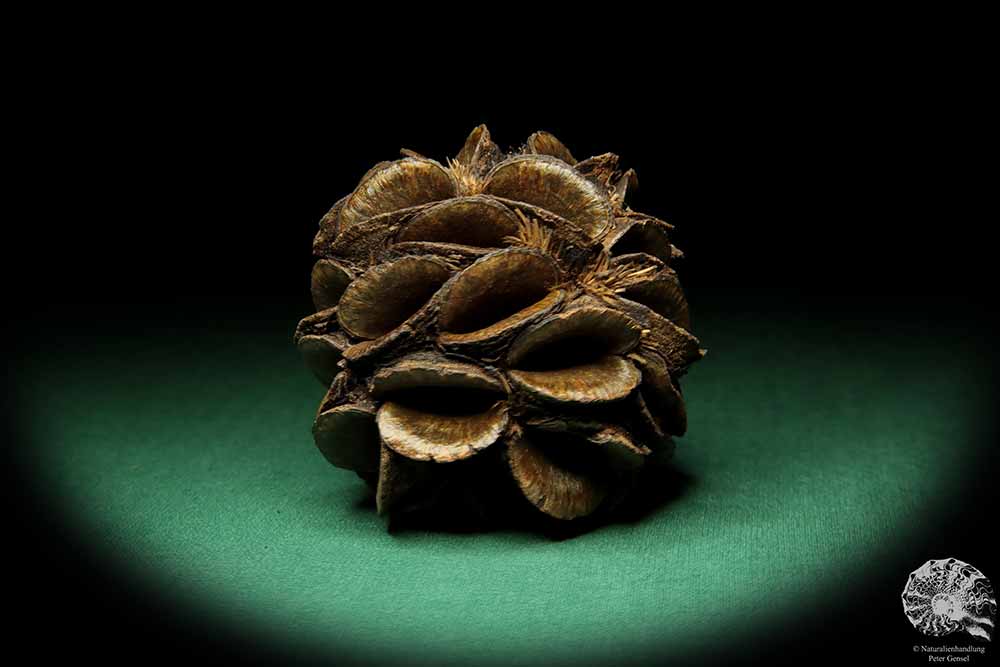 Banksia sphaerocarpa (16662) a dried fruit from Australia | Dried fruit