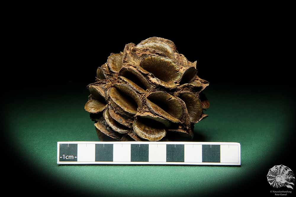 Banksia sphaerocarpa (16662) eine Trockenfrucht aus Australien | Trockenfrüchte